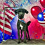 Otis joined the competition — help win amazing prizes! dog, poodle, black_dog, bandana, patriotic, american_flag, balloons, fireworks, celebration, grooming_table, pet, fur, standing, portrait, indoor, colorful, festive, holiday, cute, pet_accessory