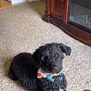 Otis is registered to the contest to win money with this photo: dog, black_dog, curly_fur, bandana, carpet, indoor, wooden_cabinet, fireplace, pet, animal, relaxed, lying_down, cozy, home, fur, cute, looking, domestic, companion, friendly
