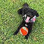 Otis joined the competition — help win amazing prizes! dog, grass, outdoor, pet, black_dog, curly_fur, tongue_out, bandana, toy_ball, playful, happy, animal, canine, summer, nature, grass_field, closeup, fur, cute, pet_accessory
