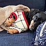 dog, dachshund, sleeping, blanket, sweater, plaid, couch, pillow, cozy, indoor, pet, napping, fur, black, brown, knitted_blanket, resting, animal, domestic_animal, cute