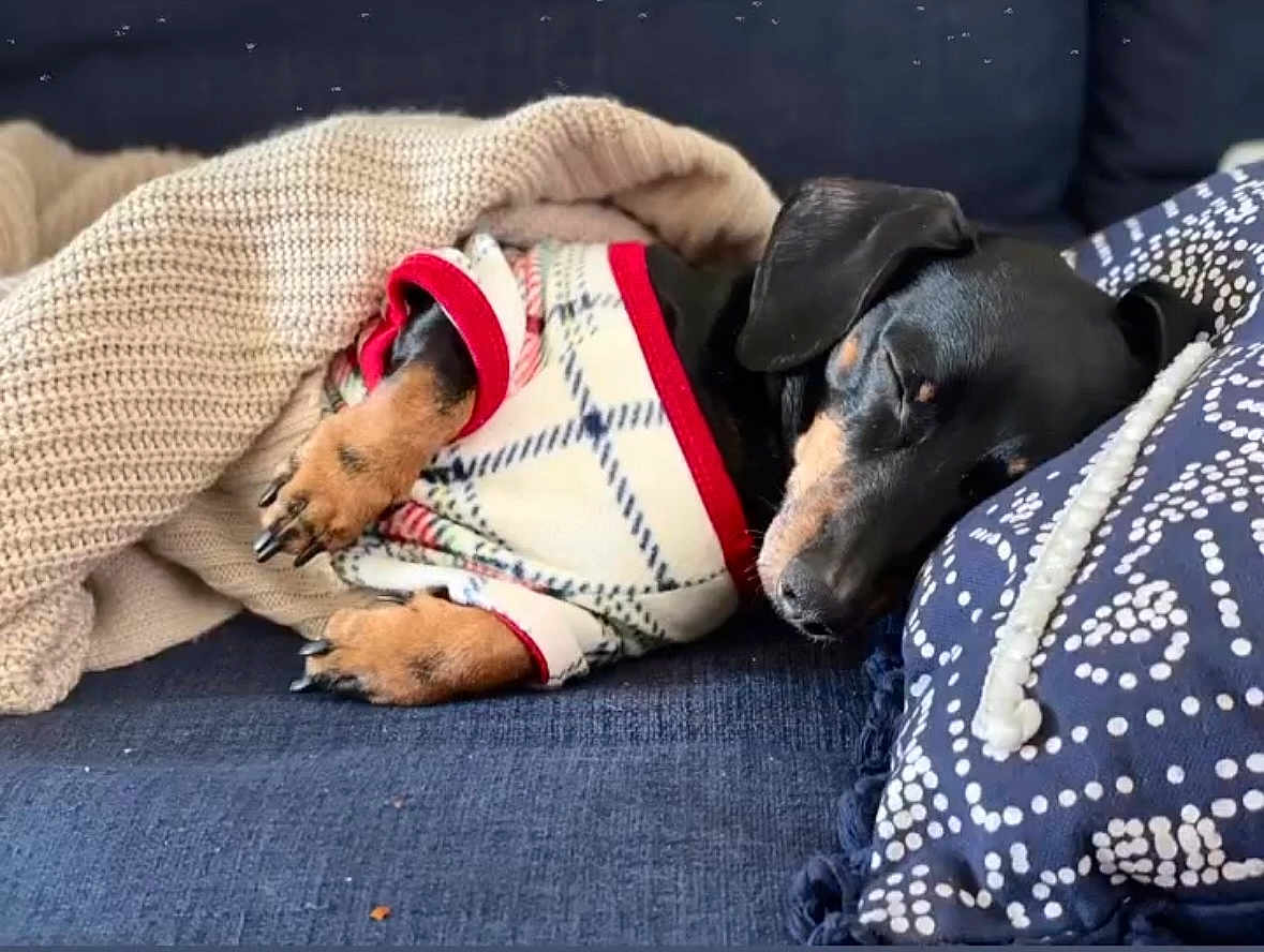 Mr.weenie