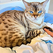 Nala joined the competition — help win amazing prizes! cat, blue_eyes, tabby, striped, fur, pet, indoor, resting, clothes, fabric, cozy, animal, whiskers, paw, tail, closeup, domestic_cat, cute, mammal, feline