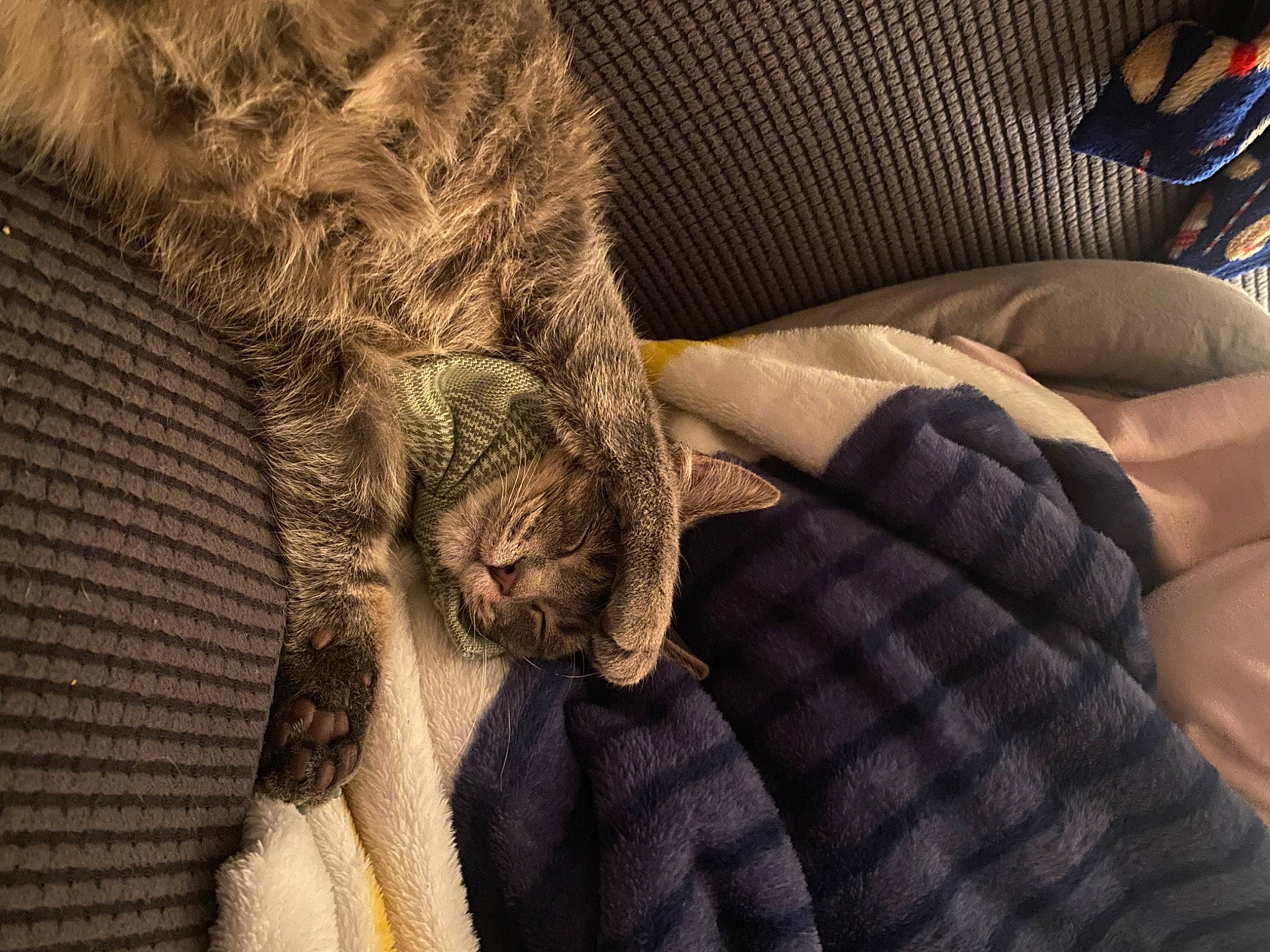 Breeze joined the competition — help win amazing prizes! carnivore, cat, comfort, couch, domestic_short_haired_cat, felidae, fur, grey, human_leg, linens, pattern, room, small_to_medium_sized_cats, tail, textile, tints_and_shades, whiskers, wood, wool, woolen