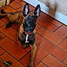 animal, belgian_malinois, black_face, brown_fur, dog, ear_up, floor_tiles, home, indoor, laying_down, looking, pet, playful, puppy, red_collar, rope_toy, stone_wall, tile_floor, toy, wooden_cabinet