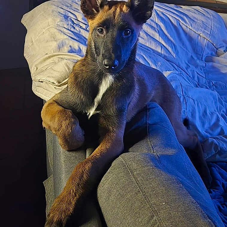 Sakura a rejoint le concours — aidez-le/la à gagner de superbes lots ! dog, couch, armrest, brown_fur, blue_light, indoor, pet, relaxed, curious, ears, face, animal, canine, furniture, resting, living_room, comfort, domestic, portrait, young_dog