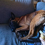 Sakura participe au concours pour gagner de l'argent avec cette photo : dog, couch, indoor, relaxed, brown_dog, pet, animal, furniture, resting, canine, comfort, living_room, paw, fur, ears, head, side_view, sleeping, domestic_animal, person_hand