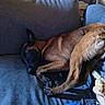 dog, couch, indoor, relaxed, brown_dog, pet, animal, furniture, resting, canine, comfort, living_room, paw, fur, ears, head, side_view, sleeping, domestic_animal, person_hand