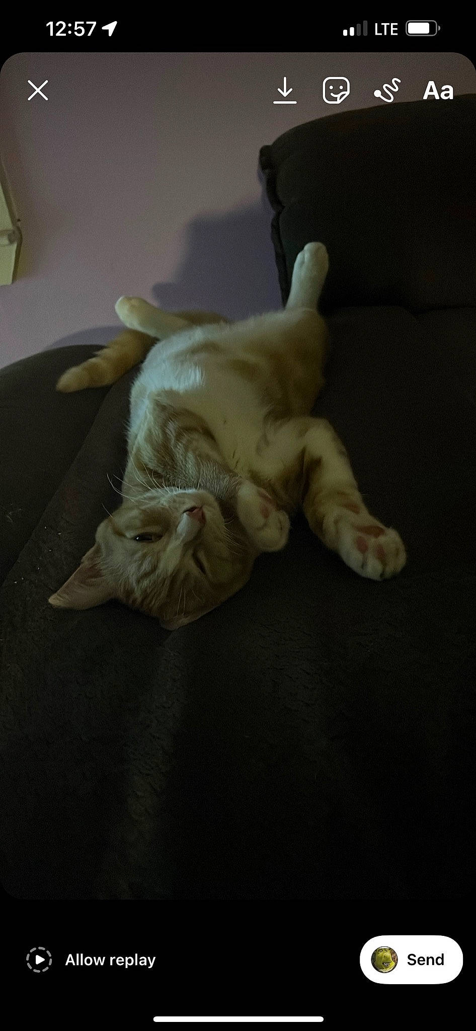 Kookie is registered to the contest to win money with this photo: bed, bed_sheet, bedding, canidae, carnivore, cat, comfort, darkness, fawn, felidae, flooring, fur, hardwood, linens, paw, small_to_medium_sized_cats, sporting_group, tail, whiskers, wood