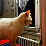cat, white_cat, indoor, window, curtain, radiator, table, night, pet, animal, feline, looking, side_view, domestic, cozy, home_interior, fur, whiskers, ears, quiet