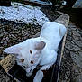 cat, white_cat, animal, pet, outdoor, garden, planter, stone_path, curious, feline, nature, small_space, pavement, plant_pot, sidewalk, daylight, ears, whiskers, fur, close_up