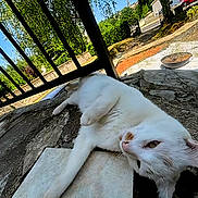 Malone participe au concours pour gagner de l'argent avec cette photo : cat, white_cat, outdoor, sunlight, stone_surface, railing, greenery, relaxed, animal, pet, nature, daylight, closeup, feline, resting, portrait, quiet, peaceful, garden, animal_face