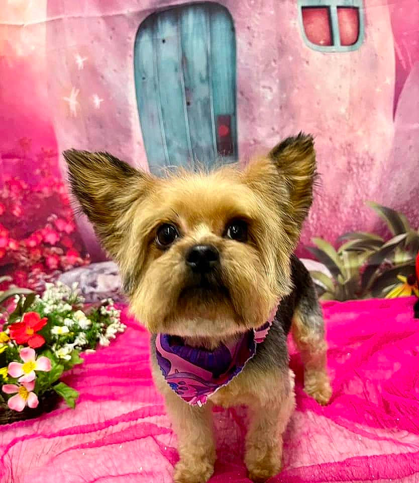 Gabbie joined the competition — help win amazing prizes! carnivore, companion_dog, dog, dog_breed, dog_supply, fashion_accessory, fawn, flower, grass, liver, magenta, petal, pink, plant, rose, snapshot, snout, toy_dog, window, working_animal