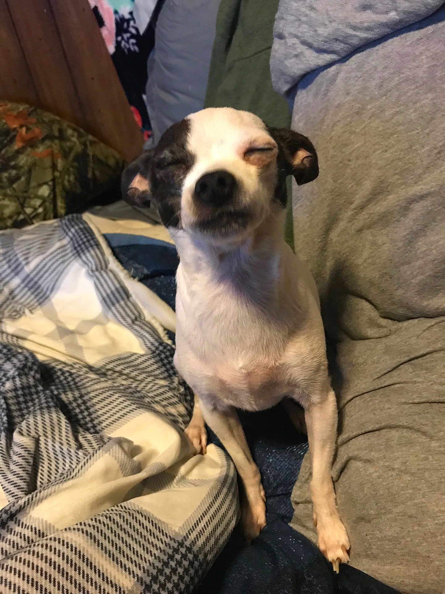 Bella joined the competition — help win amazing prizes! dog, chihuahua, small_dog, pet, sleepy, squinting, sitting, bed, blanket, plaid, pillow, indoor, cozy, paws, fur, closeup, portrait, domestic, couch, gray_clothing