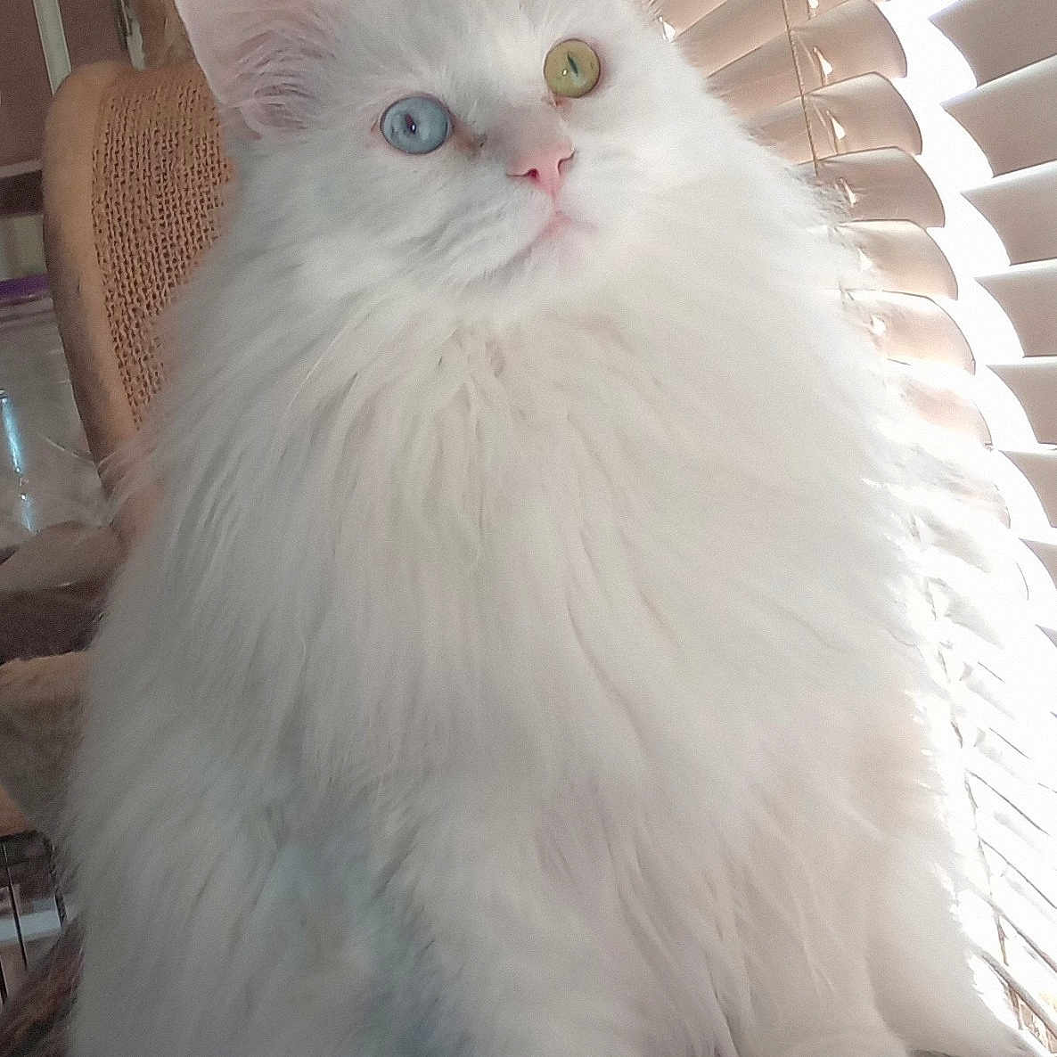 Boo is registered to the contest to win money with this photo: angora, animal, cat, chair, couch, curtain, cushion, face, furniture, head, homedecor, indoors, kitten, manx, person, pet, photography, siamese, white, windowshade