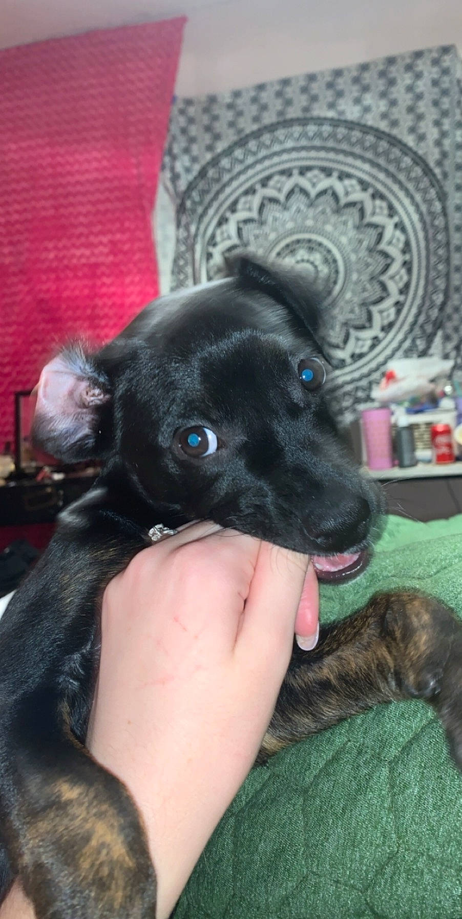 Kesha is registered to the contest to win money with this photo: canidae, carnivore, dog, dog_breed, formosan_mountain_dog, mammal, puppy, rare_breed_dog, snout, sporting_group, vertebrate