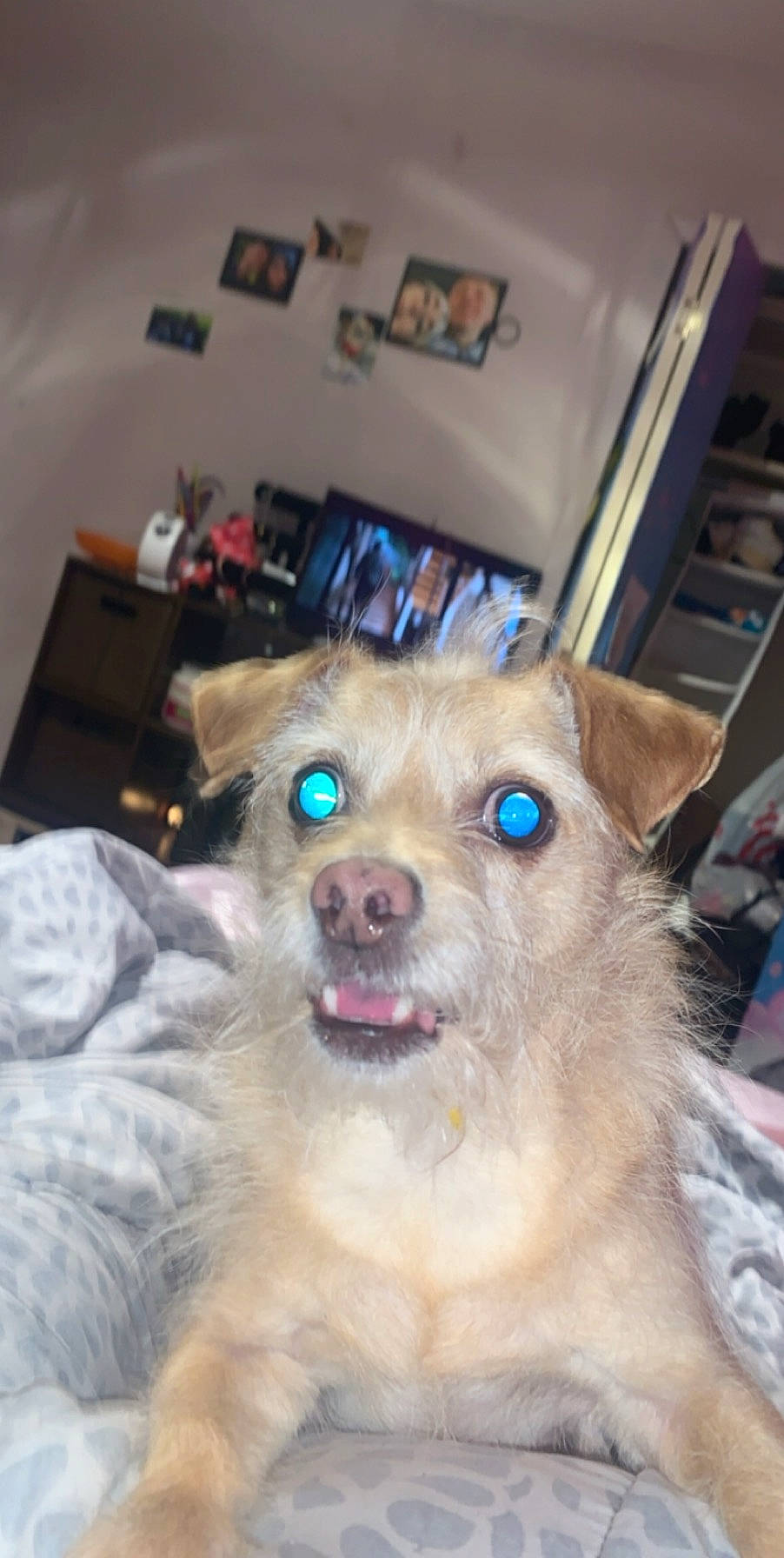 Timmy joined the competition — help win amazing prizes! border_terrier, cairn_terrier, canidae, carnivore, companion_dog, dog, dog_breed, ear, eye, fawn, fur, head, norwich_terrier, nose, pomeranian, puppy, rare_breed_dog, snout, toy_dog, whiskers