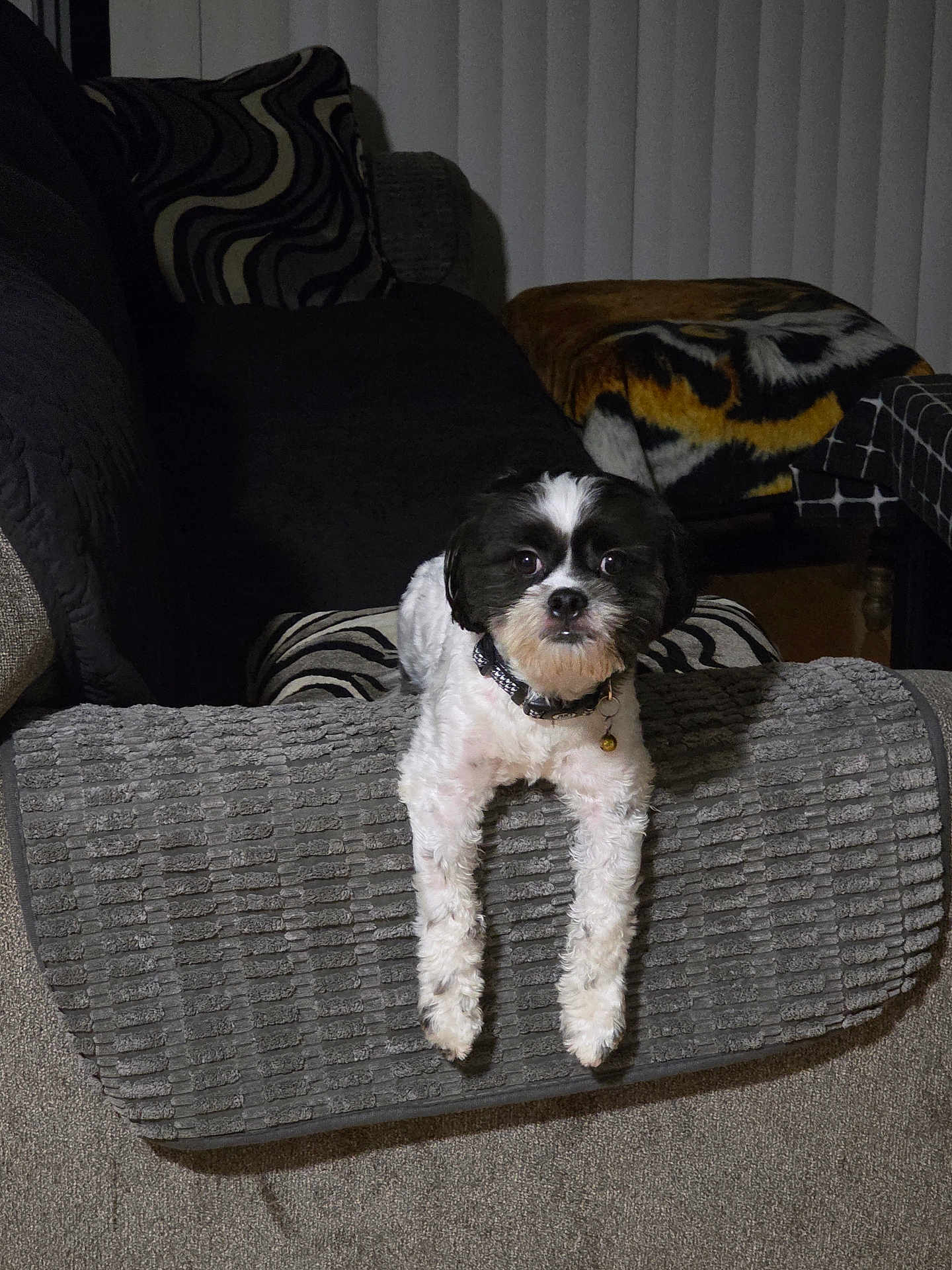 Ostio joined the competition — help win amazing prizes! dog, pet, couch, indoor, home, blanket, pillow, furniture, carpet, black_and_white, small_dog, looking_at_camera, collar, relaxed, cozy, living_room, fur, cute, animal, domestic