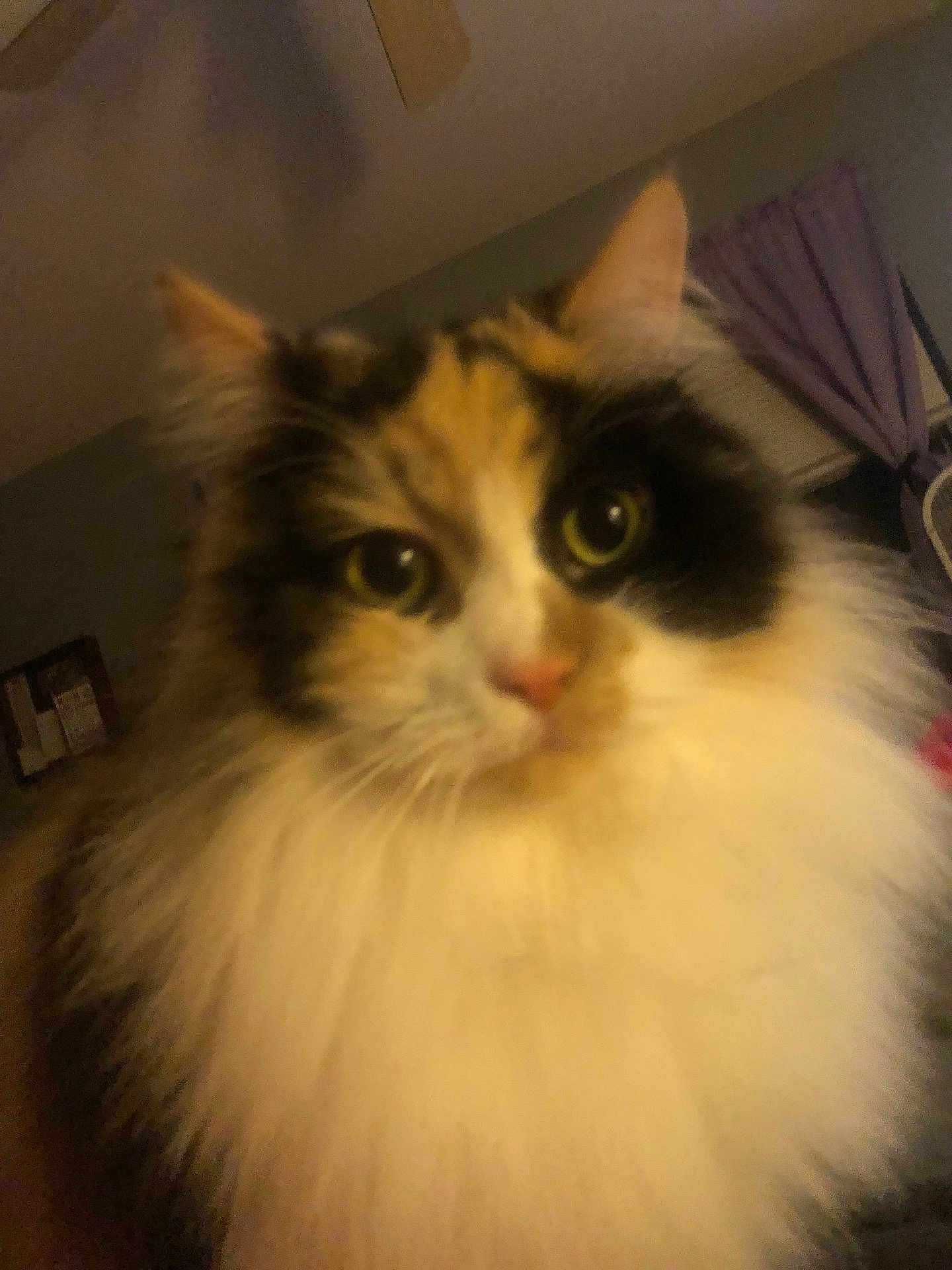 Penelope joined the competition — help win amazing prizes! cat, calico, fluffy, indoor, pet, close_up, animal, curious, feline, ears, eyes, whiskers, nose, fur, domestic, cozy, room, curtains, ceiling_fan, blurred