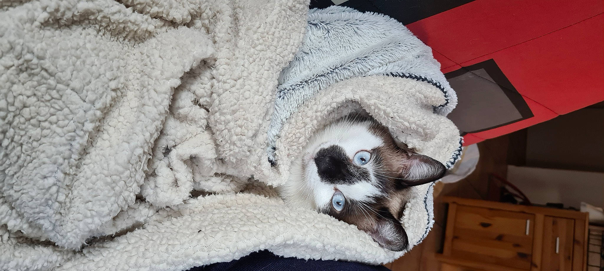 Helium a rejoint le concours — aidez-le/la à gagner de superbes lots ! carnivore, cat, cat_bed, claw, comfort, dog_breed, domestic_short_haired_cat, fawn, felidae, fur, grey, hat, linens, paw, small_to_medium_sized_cats, snout, tail, terrestrial_animal, whiskers, wood