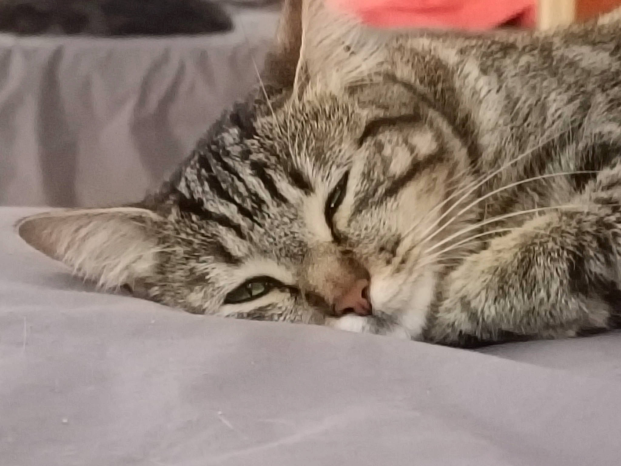 Mia participe au concours pour gagner de l'argent avec cette photo : bed, carnivore, cat, claw, comfort, domestic_short_haired_cat, felidae, fur, nap, paw, sleep, small_to_medium_sized_cats, snout, whiskers