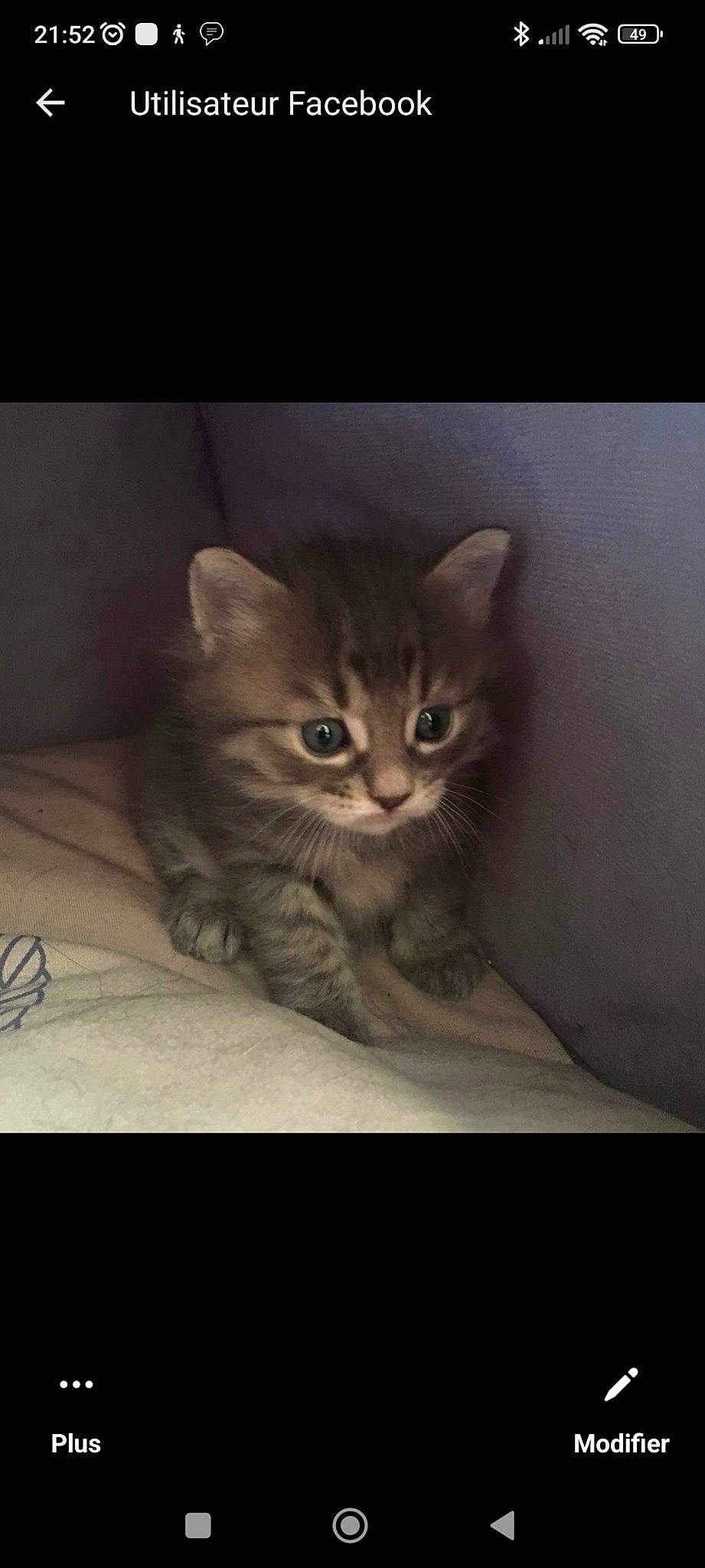 Mia participe au concours pour gagner de l'argent avec cette photo : carnivore, cat, comfort, darkness, domestic_short_haired_cat, ear, eye, felidae, fur, paw, sitting, small_to_medium_sized_cats, snout, tail, terrestrial_animal, whiskers