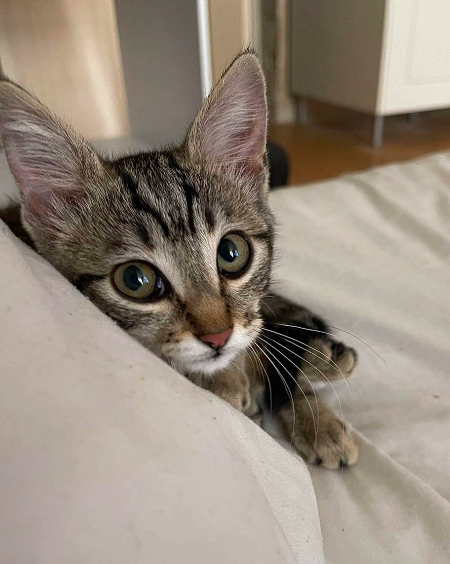 Mia participe au concours pour gagner de l'argent avec cette photo : carnivore, cat, comfort, domestic_short_haired_cat, door, felidae, fur, metal, paw, small_to_medium_sized_cats, snout, whiskers, wildlife, window