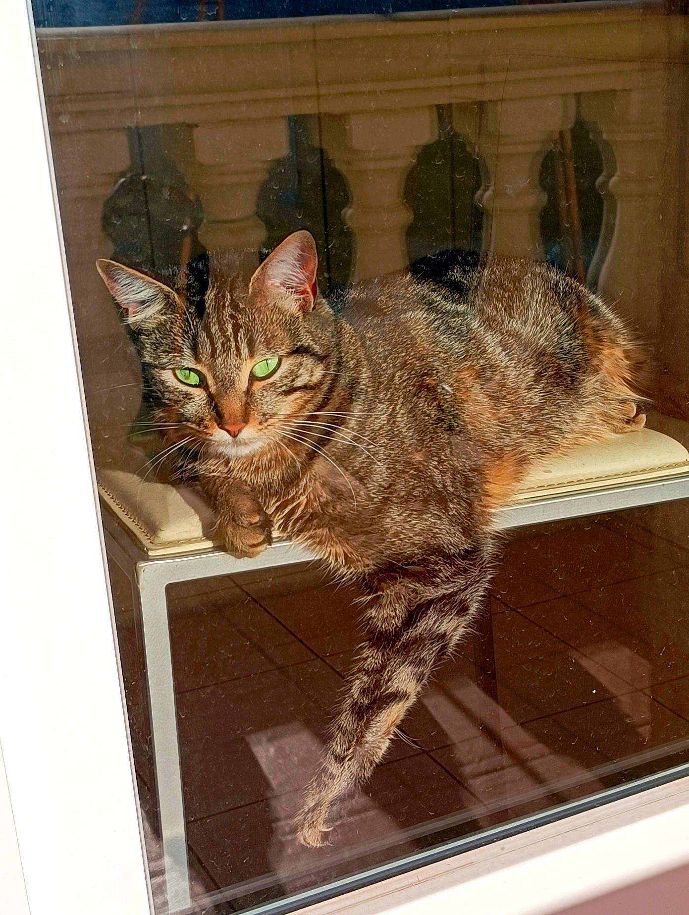 Mia a rejoint le concours — aidez-le/la à gagner de superbes lots ! carnivore, cat, claw, domestic_short_haired_cat, door, fawn, felidae, fur, picture_frame, rectangle, room, small_to_medium_sized_cats, tail, terrestrial_animal, visual_arts, whiskers, wildlife, window