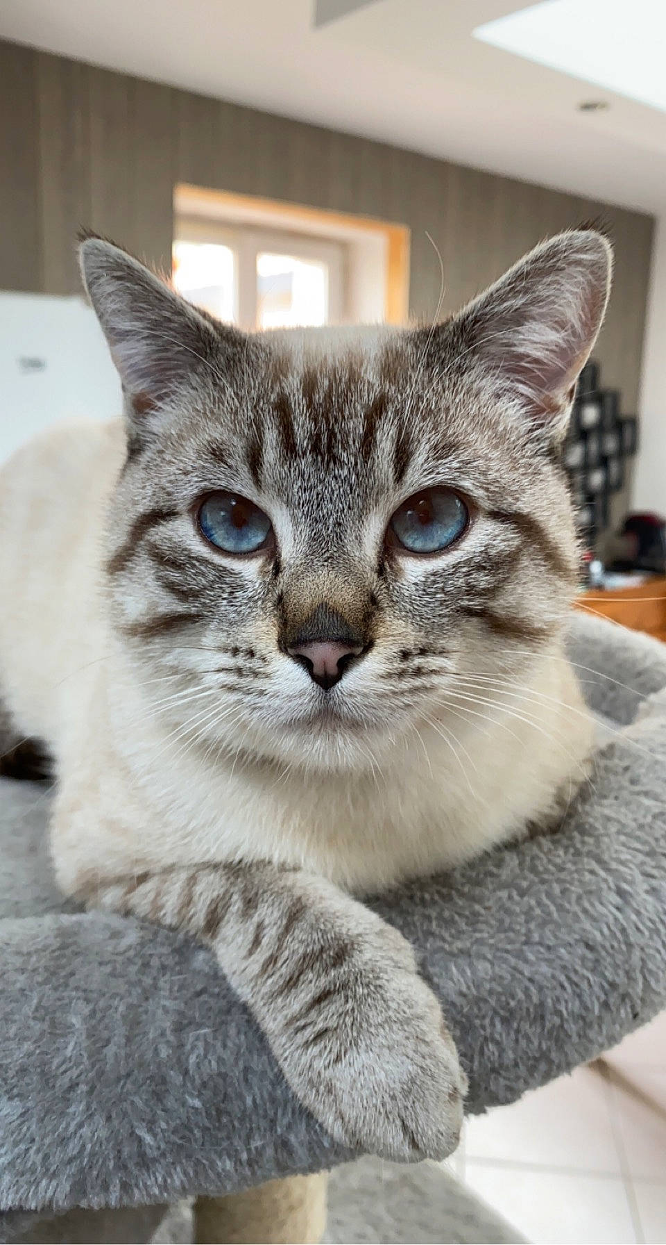 Ryuk a rejoint le concours — aidez-le/la à gagner de superbes lots ! art, building, carnivore, cat, claw, domestic_short_haired_cat, door, felidae, fur, grey, paw, small_to_medium_sized_cats, snout, terrestrial_animal, tree, whiskers, wildlife, window