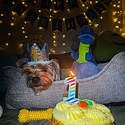 Koda is registered to the contest to win money with this photo: animal, banner, birthday, cake, candle, celebration, chew_toy, cozy, crown, decorations, dinosaur, dog, fairy_lights, indoor, number_1, party, pet_bed, plush_toy, resting, toy