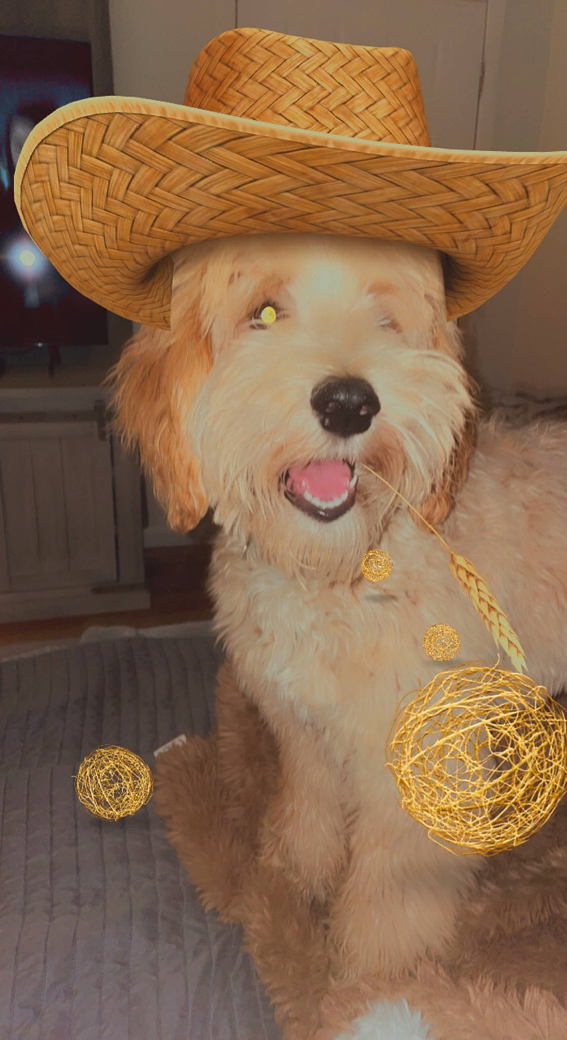 Allie joined the competition — help win amazing prizes! basket, carnivore, companion_dog, costume_hat, cowboy_hat, dog, dog_breed, dog_collar, fashion_accessory, fawn, fur, glasses, hat, party_hat, pet_supply, snout, sombrero, sun_hat, wood, working_animal