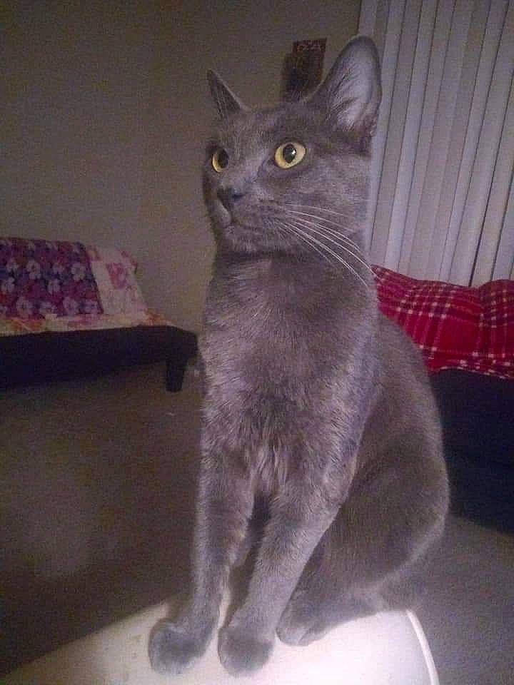 Smokey joined the competition — help win amazing prizes! carnivore, cat, comfort, domestic_short_haired_cat, eye, felidae, fur, grey, head, paw, russian_blue, small_to_medium_sized_cats, snout, tail, terrestrial_animal, whiskers, window