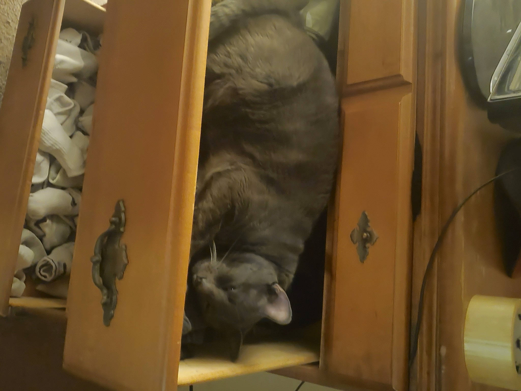 Smokey is registered to the contest to win money with this photo: carnivore, cat, comfort, dog_breed, domestic_short_haired_cat, felidae, fur, grey, hardwood, mammal, room, russian_blue, small_to_medium_sized_cats, sporting_group, tail, whiskers, wood