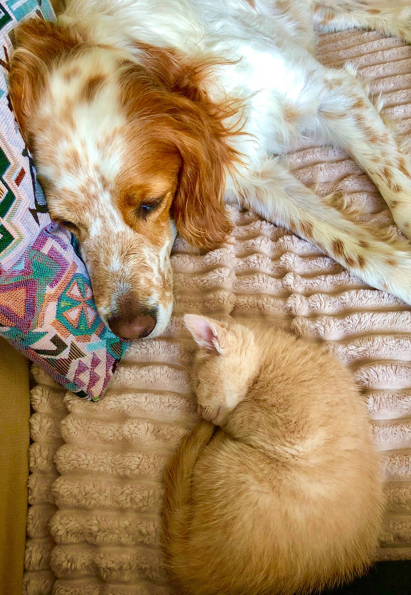 Romeo a rejoint le concours — aidez-le/la à gagner de superbes lots ! ball, canidae, carnivore, comfort, companion_dog, dog, dog_breed, dog_supply, door, fawn, fur, gun_dog, liver, paw, puppy, puppy_love, retriever, snout, spaniel, whiskers