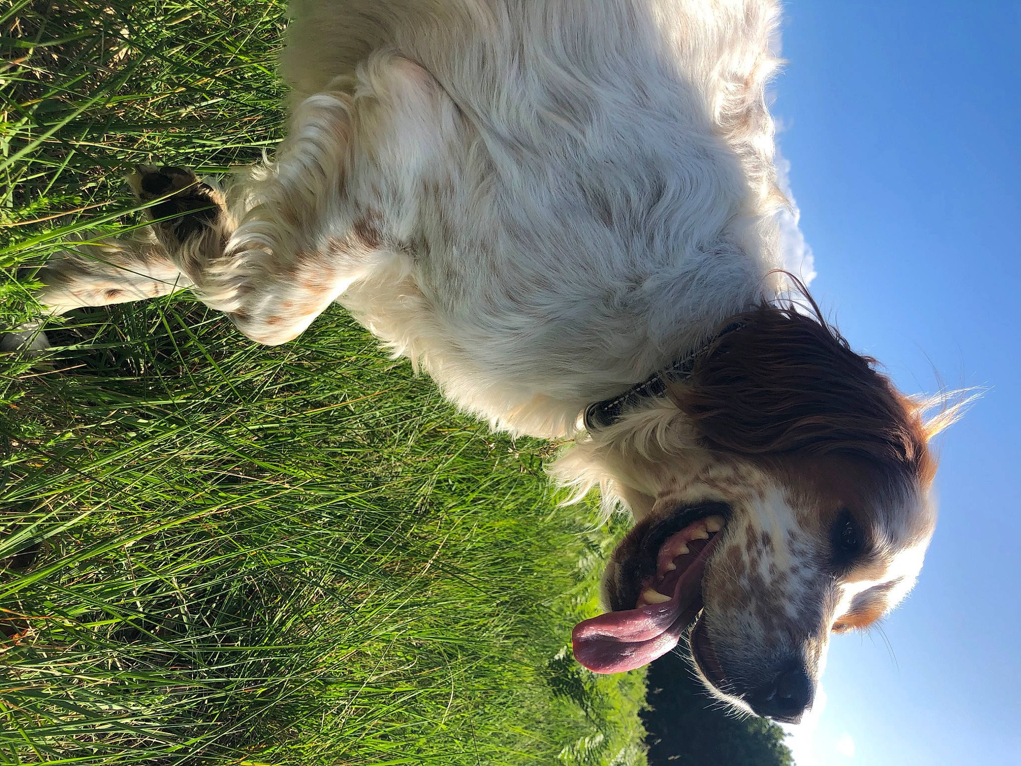 Romeo a rejoint le concours — aidez-le/la à gagner de superbes lots ! canidae, carnivore, companion_dog, dog, dog_breed, fawn, fur, goats, grass, livestock, pasture, people_in_nature, plant, sky, snout, sporting_group, tail, tree, whiskers, working_animal