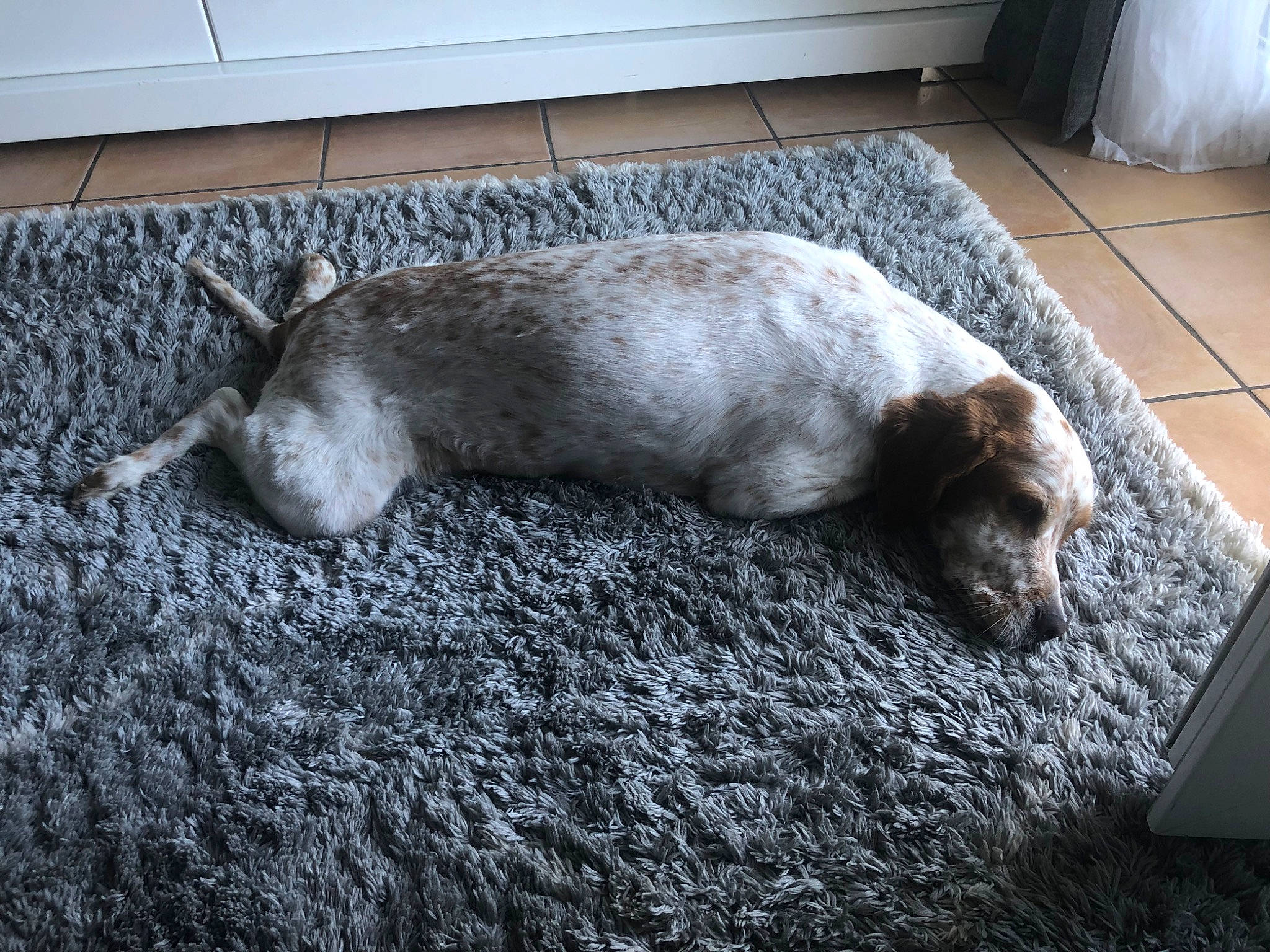 Romeo participe au concours pour gagner de l'argent avec cette photo : canidae, carnivore, comfort, companion_dog, dog, dog_breed, fawn, felidae, flooring, fur, grey, liver, nap, small_to_medium_sized_cats, snout, sporting_group, tail, terrestrial_animal, whiskers, working_animal