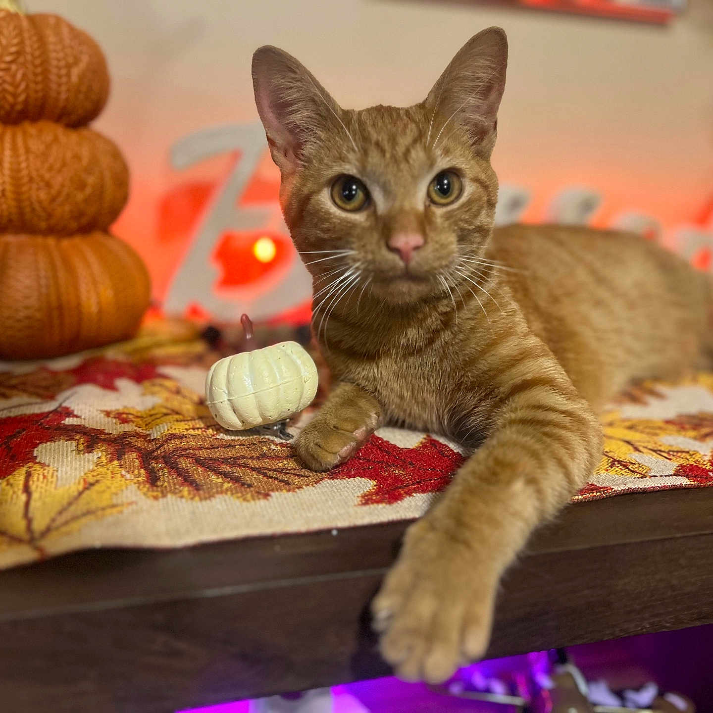 Ohtani joined the competition — help win amazing prizes! autumn, cat, cozy, cute, decorative, fall_decor, feline, holiday, indoor, knitted_pumpkins, leaves, orange, orange_tabby, pet, pumpkin, pumpkin_candle, relaxed, seasonal, table, table_runner