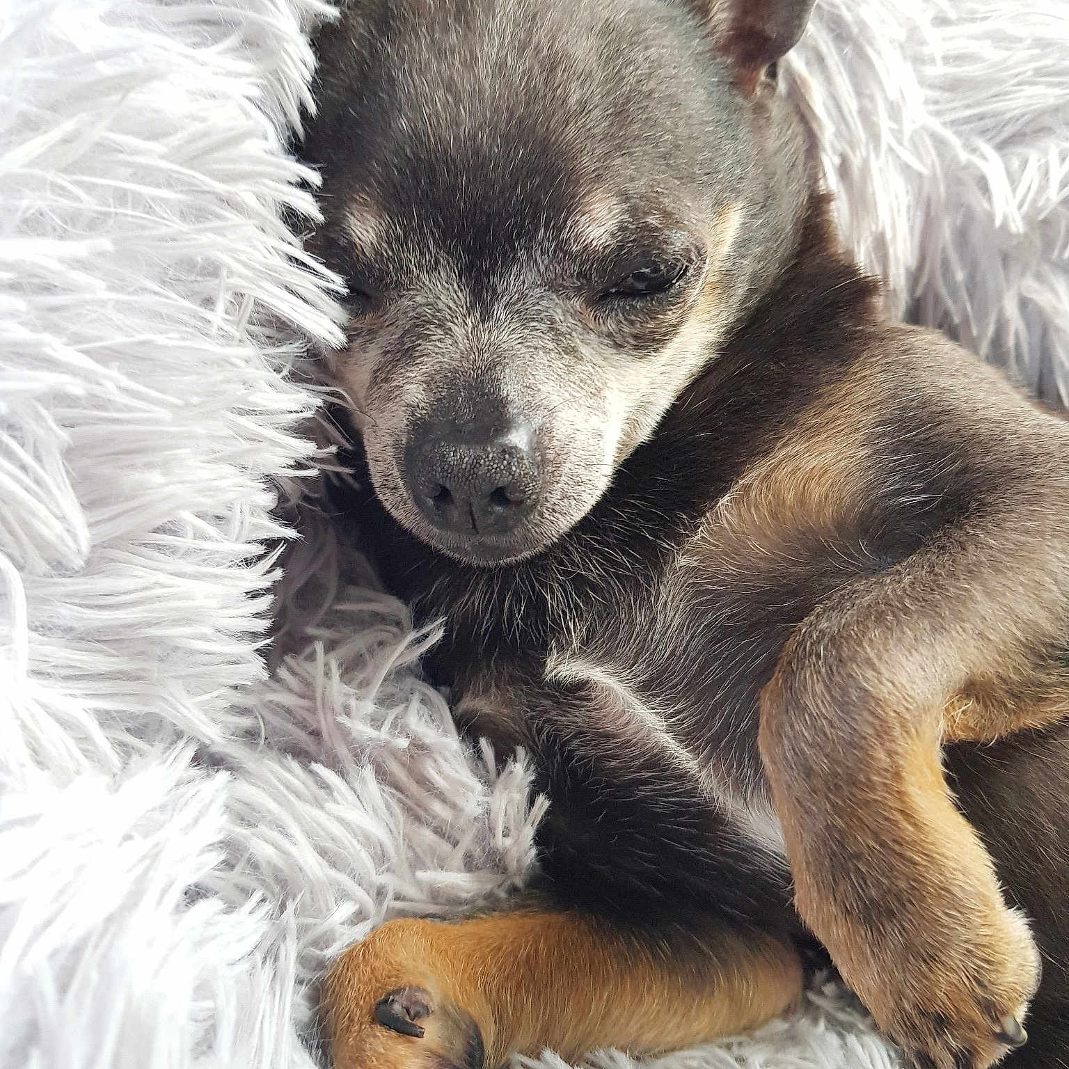 Aldo