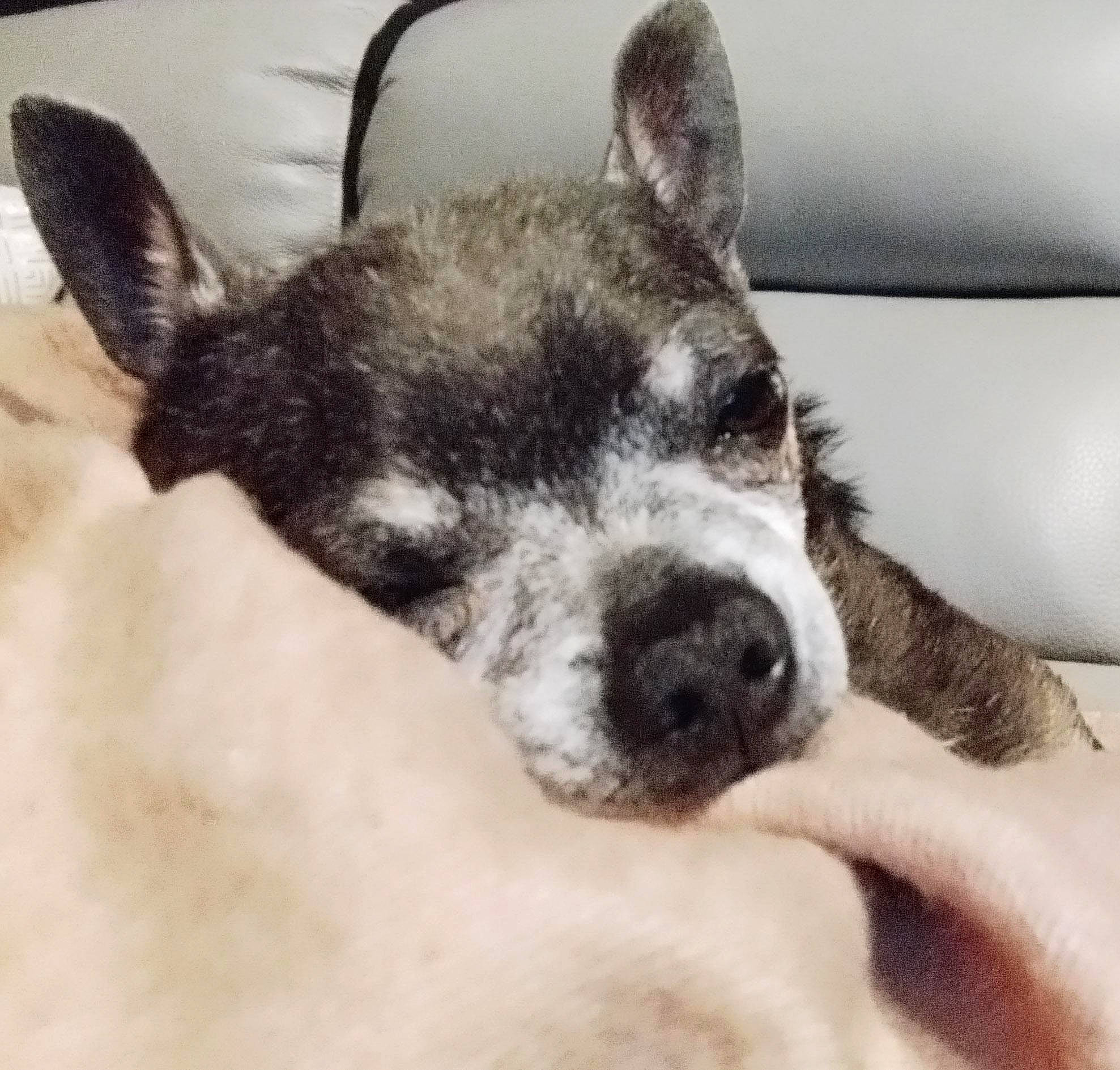 Aldo a rejoint le concours — aidez-le/la à gagner de superbes lots ! carnivore, comfort, companion_dog, dog, dog_breed, fur, non_sporting_group, paw, puppy, snout, terrestrial_animal, texas_heeler, whiskers, working_animal