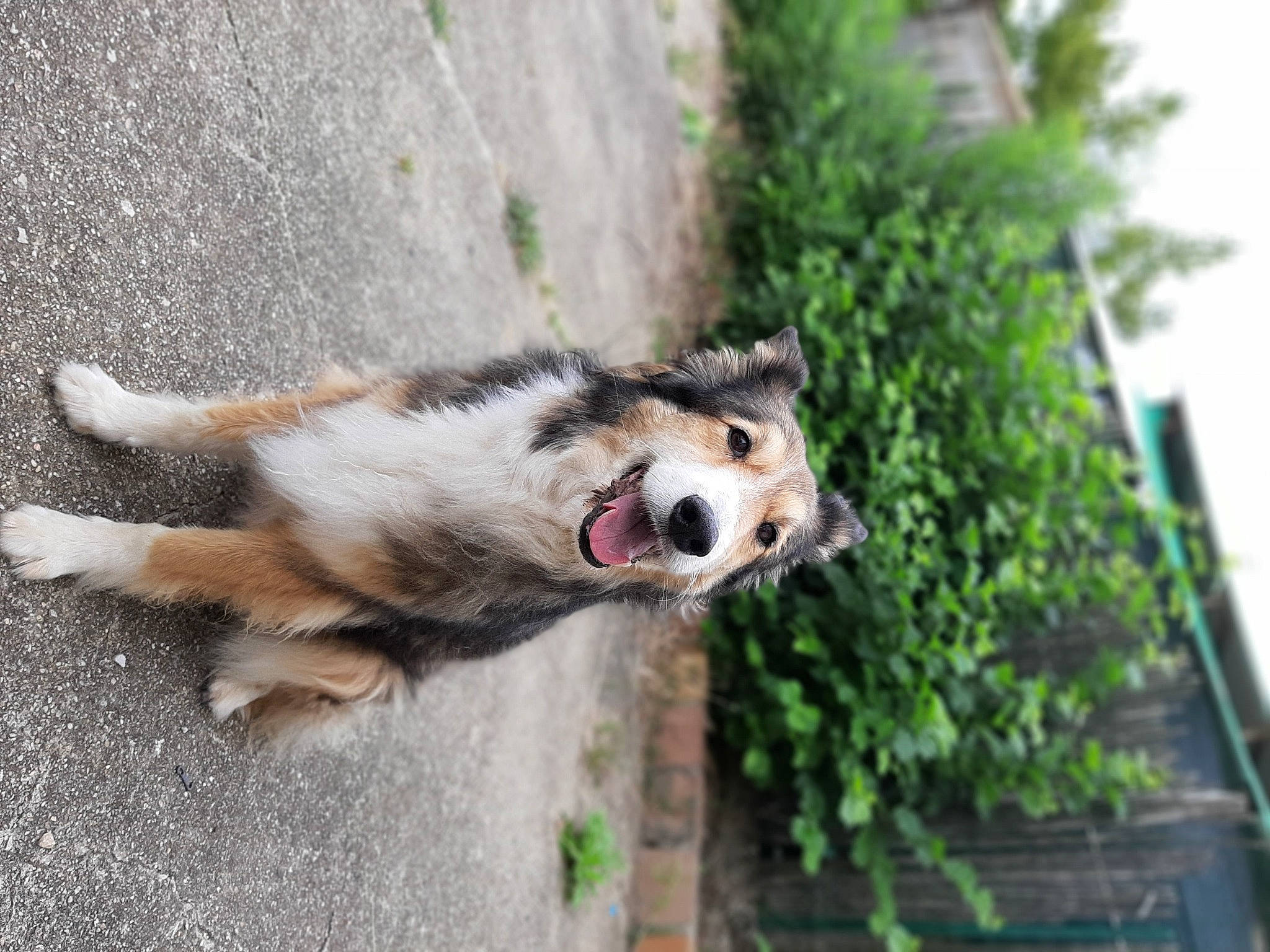 Dora a rejoint le concours — aidez-le/la à gagner de superbes lots ! alaskan_malamute, australian_shepherd, canidae, carnivore, dog, dog_breed, mammal, native_american_indian_dog, saarloos_wolfdog, siberian_husky, snout, sporting_group, vertebrate, wolfdog