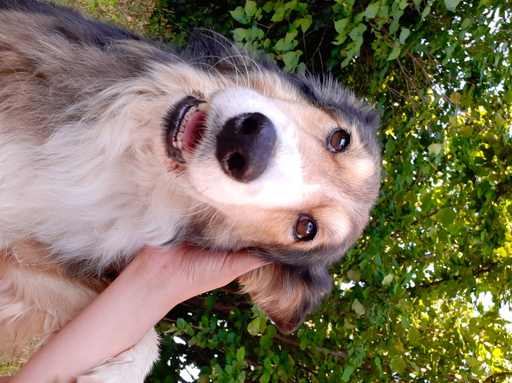 Dora participe au concours pour gagner de l'argent avec cette photo : australian_shepherd, canidae, carnivore, companion_dog, dog, dog_breed, mammal, nose, snout, sporting_group, vertebrate