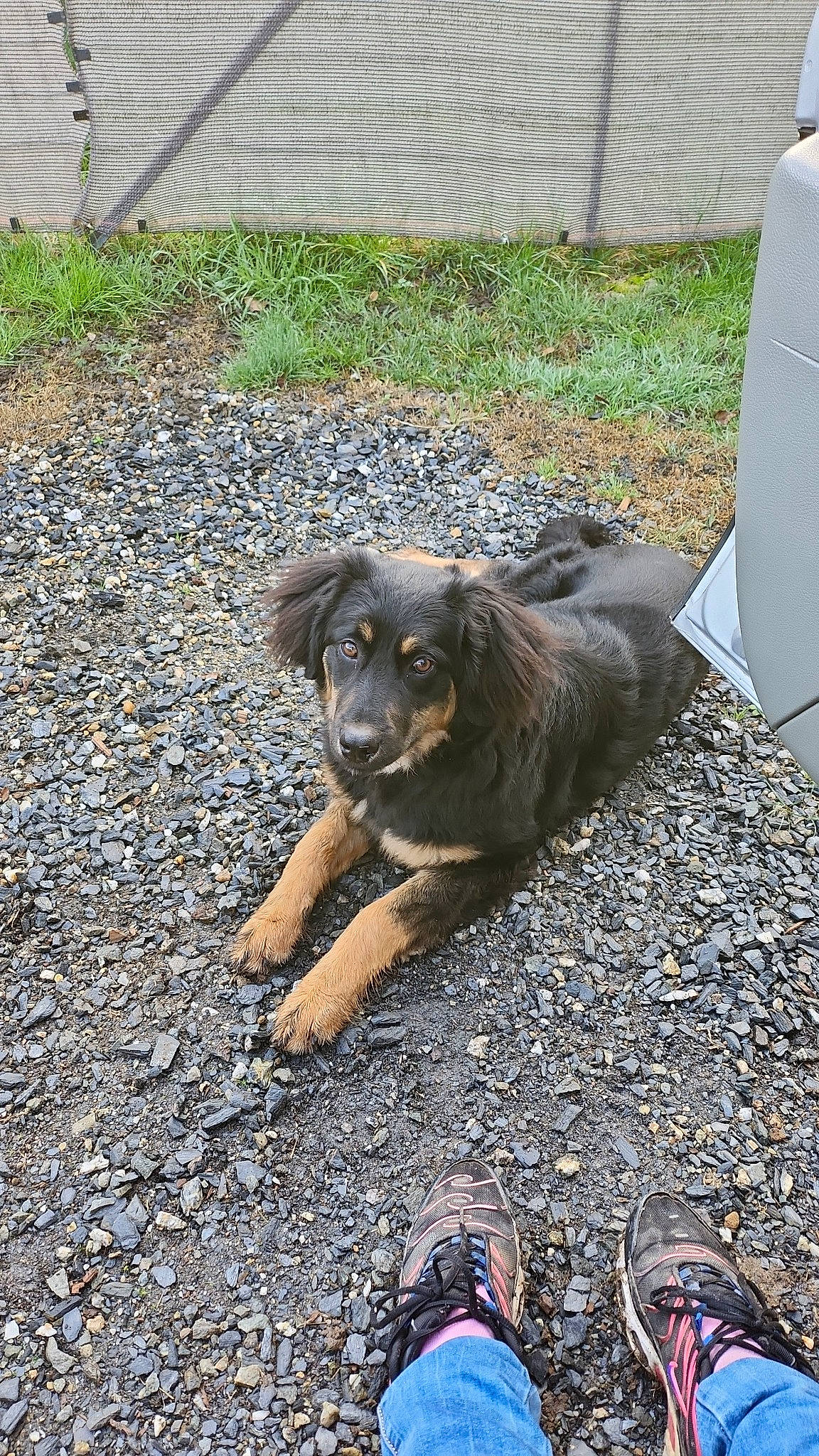 Ully a rejoint le concours — aidez-le/la à gagner de superbes lots ! asphalt, automotive_tire, canidae, carnivore, companion_dog, dog, dog_breed, foot, fur, grass, guard_dog, plant, road_surface, sidewalk, snout, soil, sporting_group, street_dog, tar, working_dog