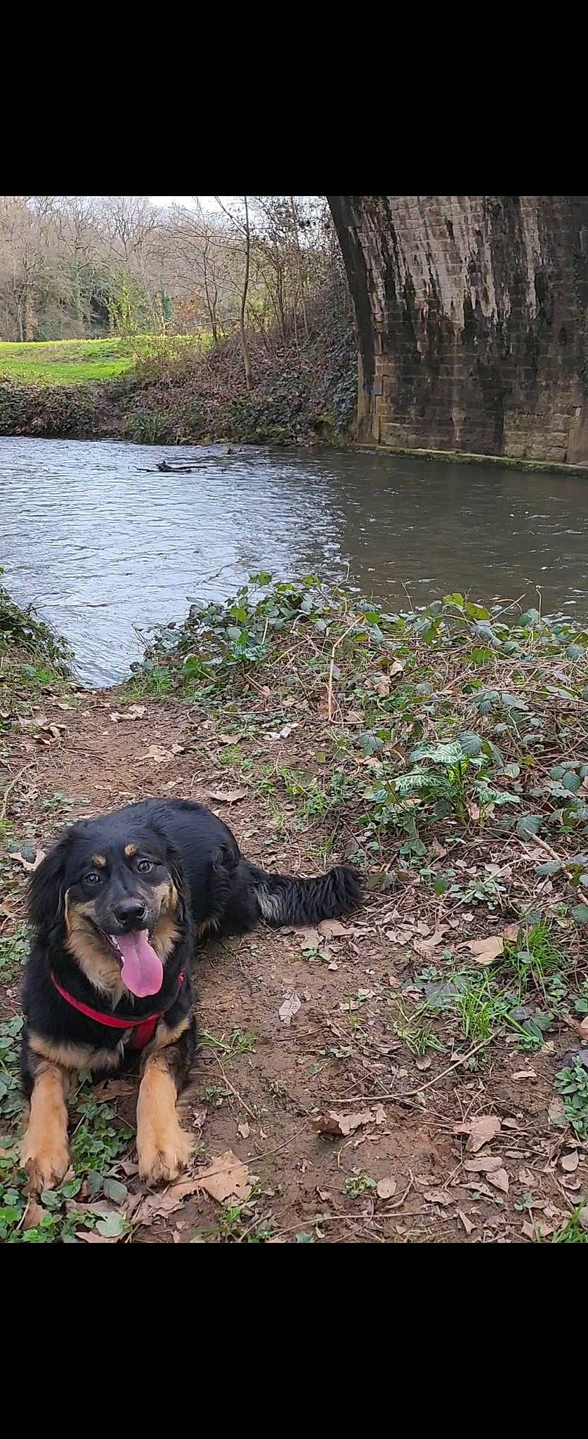Ully participe au concours pour gagner de l'argent avec cette photo : canidae, carnivore, collar, companion_dog, dog, dog_breed, fluvial_landforms_of_streams, grass, lake, natural_landscape, plant, reservoir, riparian_zone, sporting_group, tree, water, watercourse, wetland, working_animal, working_dog