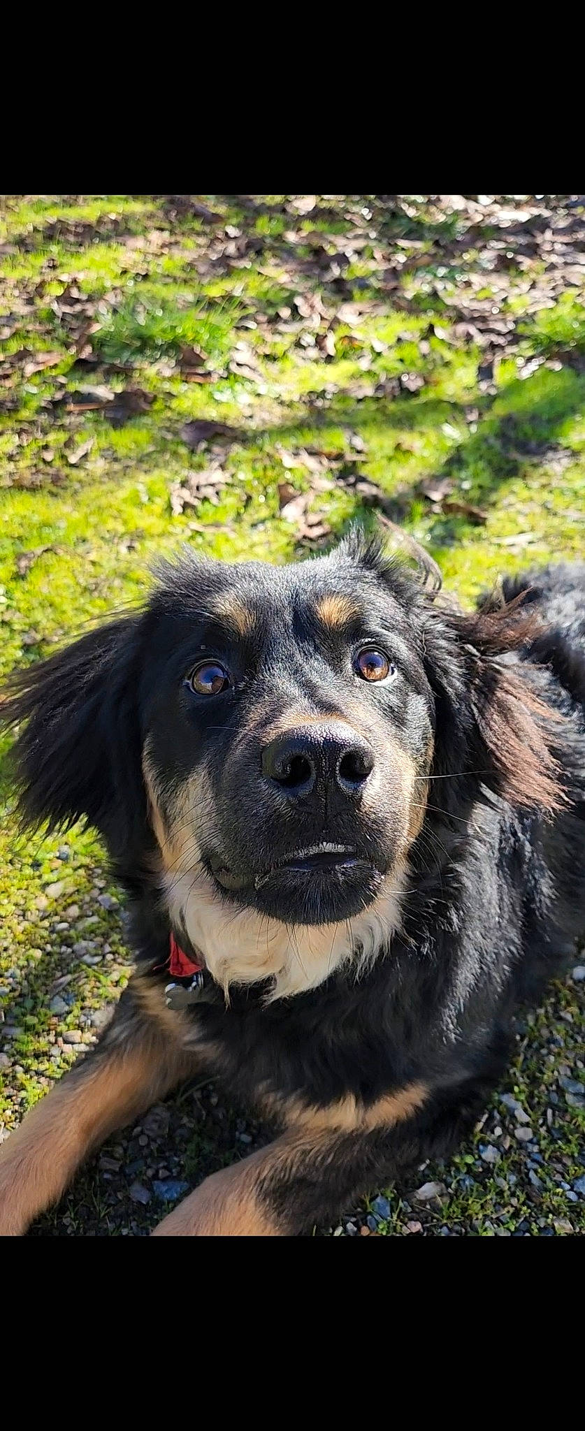 Ully a rejoint le concours — aidez-le/la à gagner de superbes lots ! canidae, carnivore, collar, companion_dog, dog, dog_breed, dog_collar, eye, fur, grass, guard_dog, herding_dog, plant, snout, soil, sporting_group, terrestrial_animal, whiskers, working_animal, working_dog