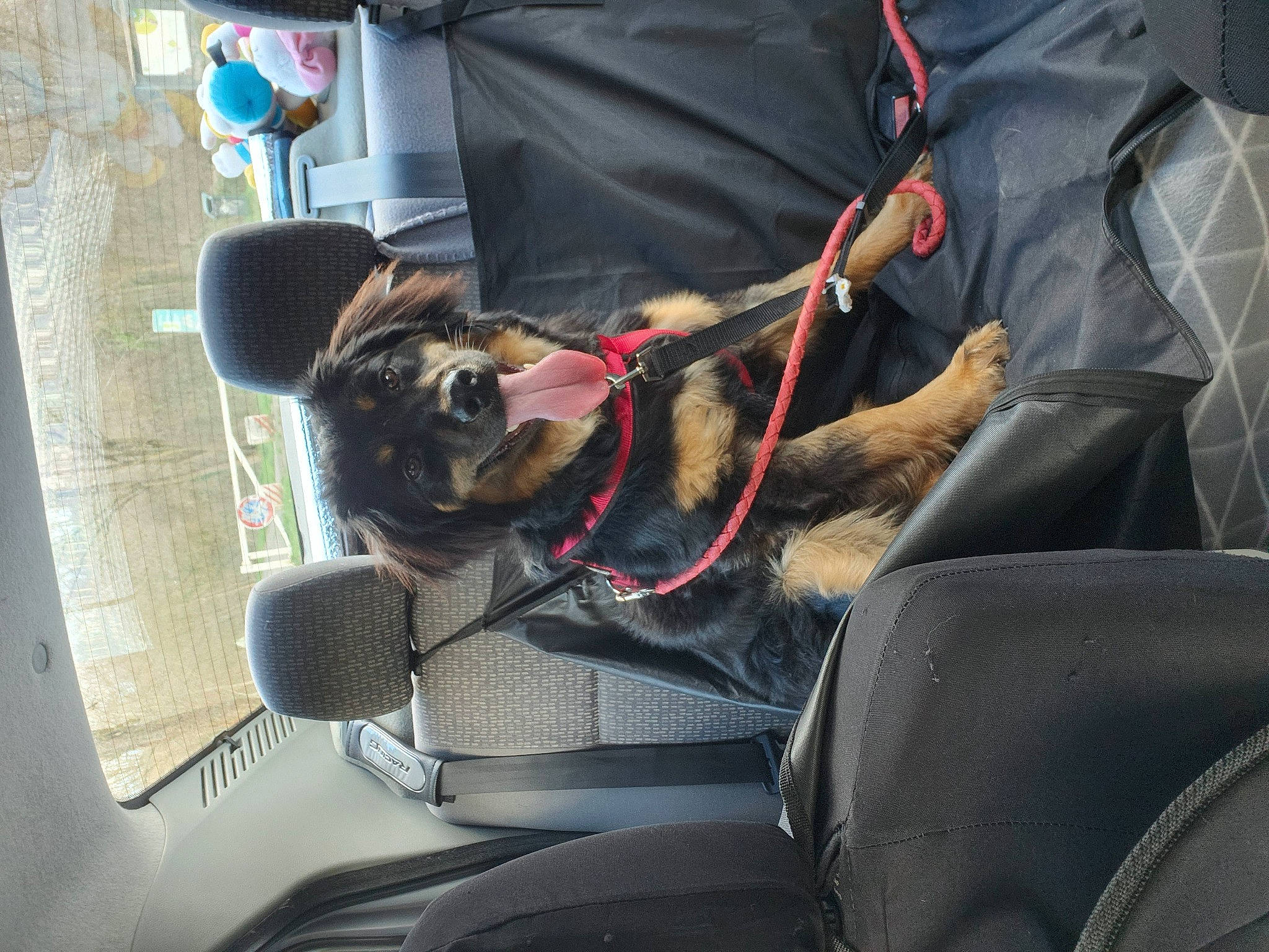 Ully participe au concours pour gagner de l'argent avec cette photo : auto_part, automotive_exterior, canidae, car, car_seat, car_seat_cover, carnivore, collar, dog, dog_breed, leash, motor_vehicle, snout, sporting_group, steering_wheel, trunk, vehicle, vehicle_door, windshield, working_animal