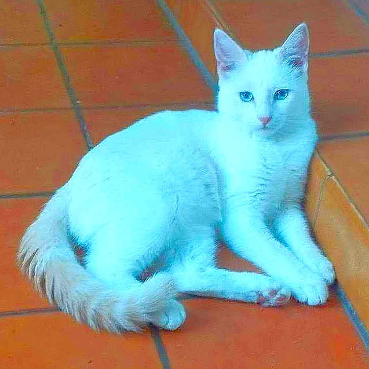 Chachou participe au concours pour gagner de l'argent avec cette photo : abyssinian, angora, animal, blackcat, cat, egyptiancat, kitten, manx, pet, siamese