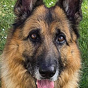 Ooper participe au concours pour gagner de l'argent avec cette photo : alert, animal, black, brown, canine, companion, cute, dog, ears, face, friendly, fur, german_shepherd, grass, mammal, nature, outdoor, pet, portrait, tongue