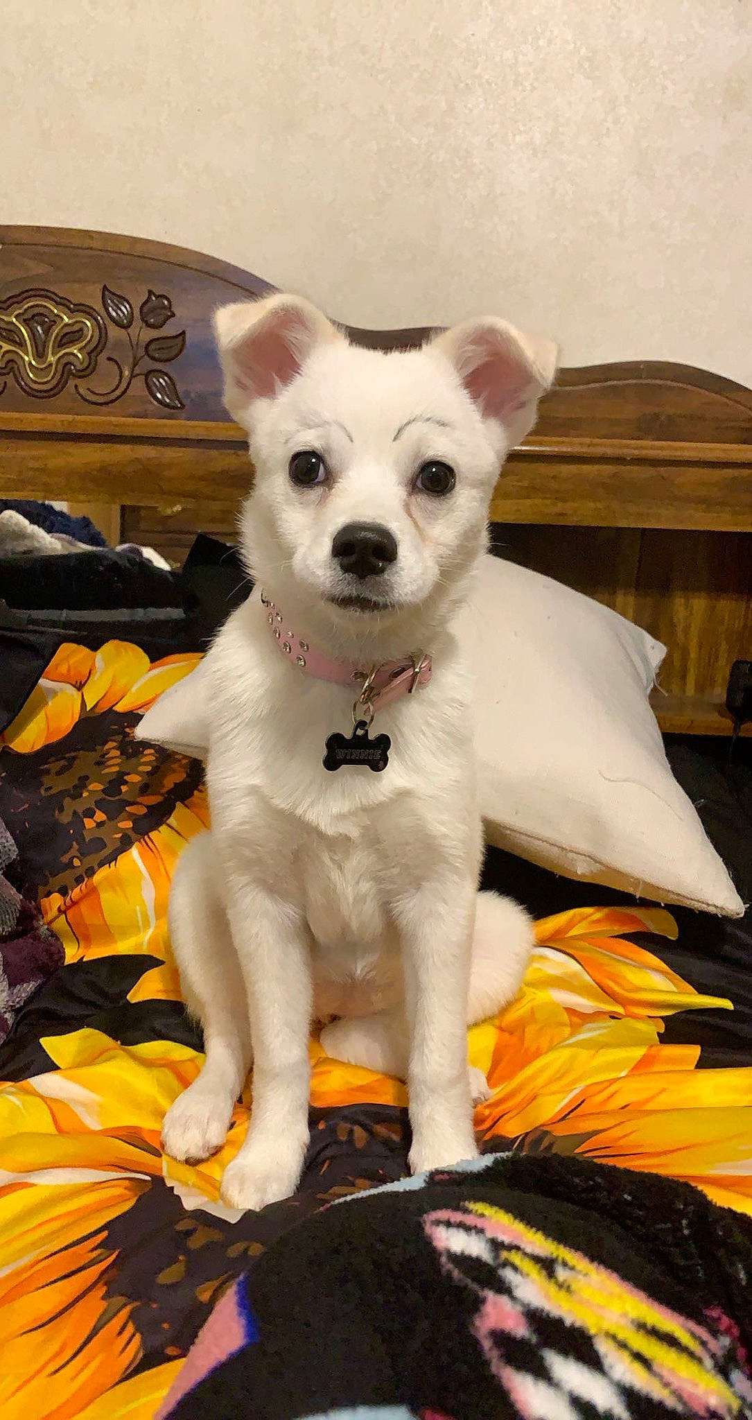 Winnie is registered to the contest to win money with this photo: art, bag, canidae, carnivore, companion_dog, dog, dog_breed, dog_supply, fawn, fur, home_accessories, non_sporting_group, puppy, snout, sporting_group, tail, terrestrial_animal, terrier, whiskers, working_animal