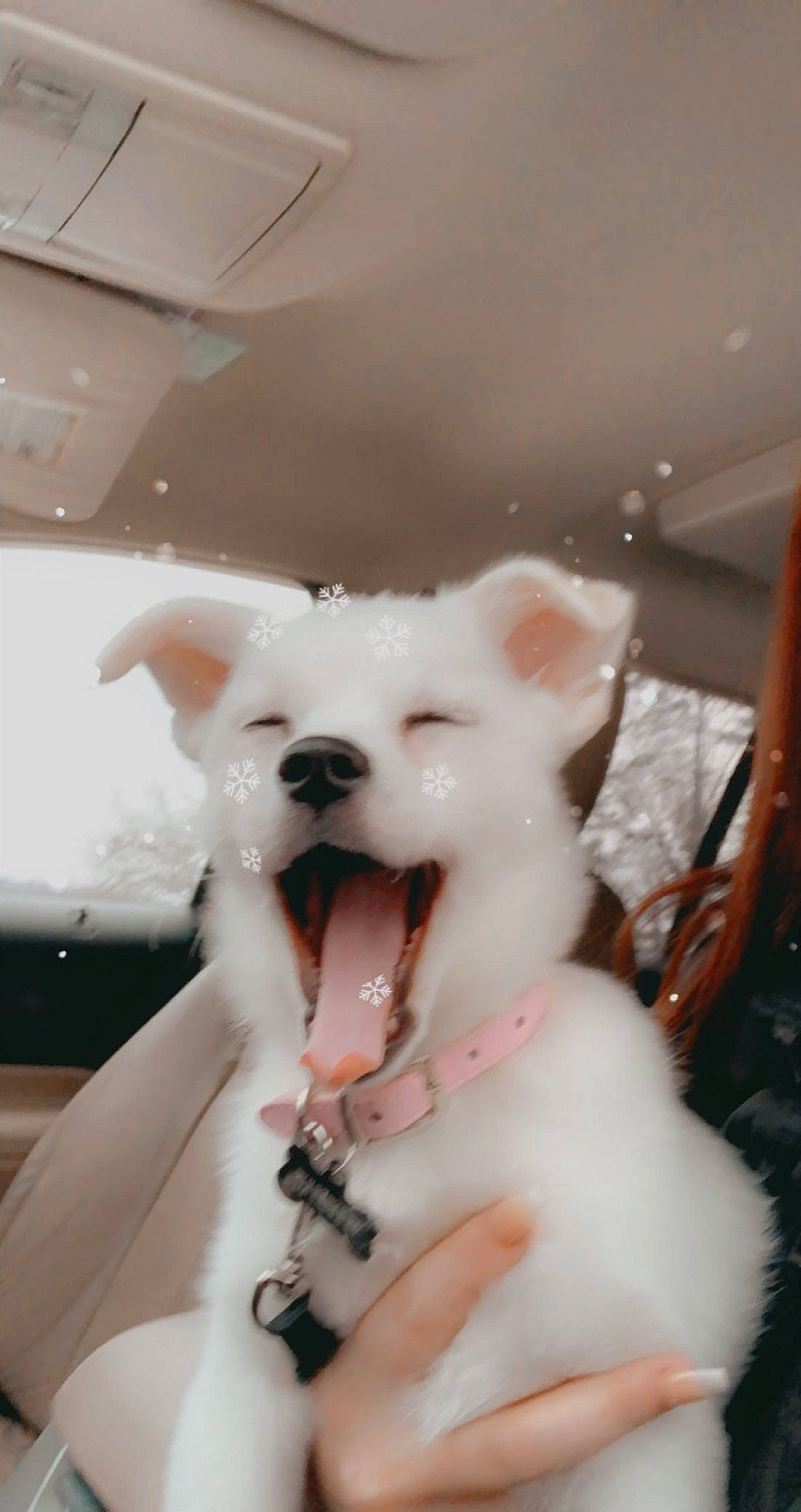 Winnie joined the competition — help win amazing prizes! canidae, carnivore, collar, companion_dog, dog, dog_breed, ear, event, fashion_accessory, fawn, felidae, fur, jewellery, snout, stuffed_toy, teddy_bear, toy, toy_dog, whiskers, working_animal