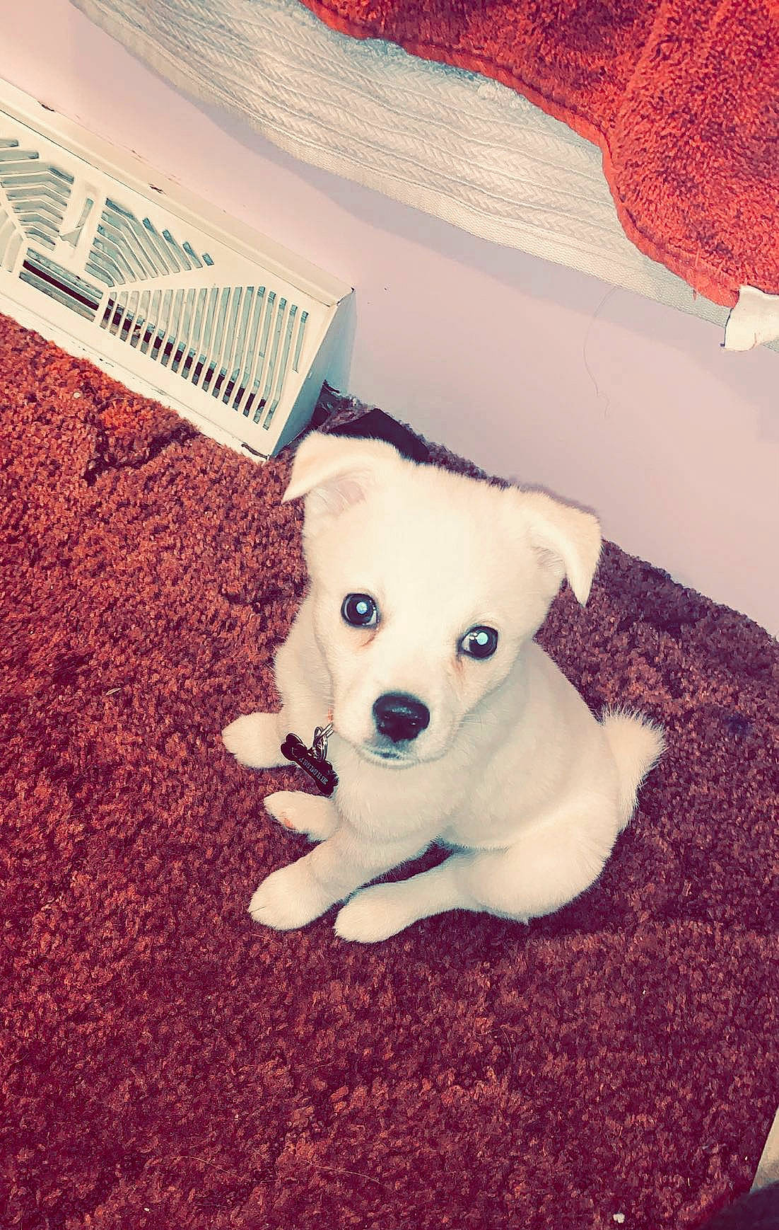 Winnie joined the competition — help win amazing prizes! canidae, carnivore, cloud, companion_dog, dog, dog_breed, fawn, floor, flooring, font, fur, pattern, pink, snout, sporting_group, tail, tints_and_shades, toy_dog, wood, working_animal