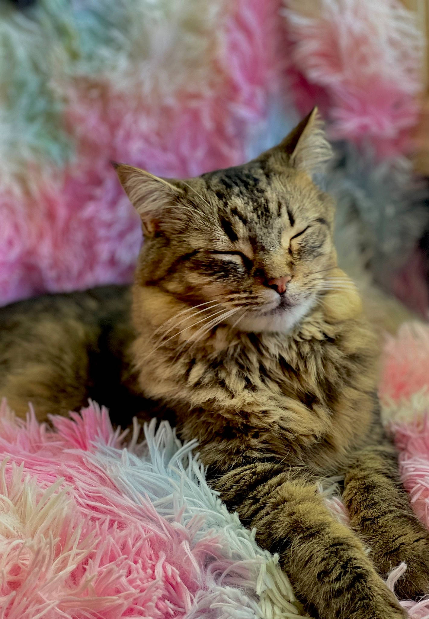 Atreyu is registered to the contest to win money with this photo: carnivore, cat, claw, domestic_short_haired_cat, event, fawn, felidae, fur, grass, magenta, paw, plant, small_to_medium_sized_cats, snout, terrestrial_animal, tree, whiskers, wildlife